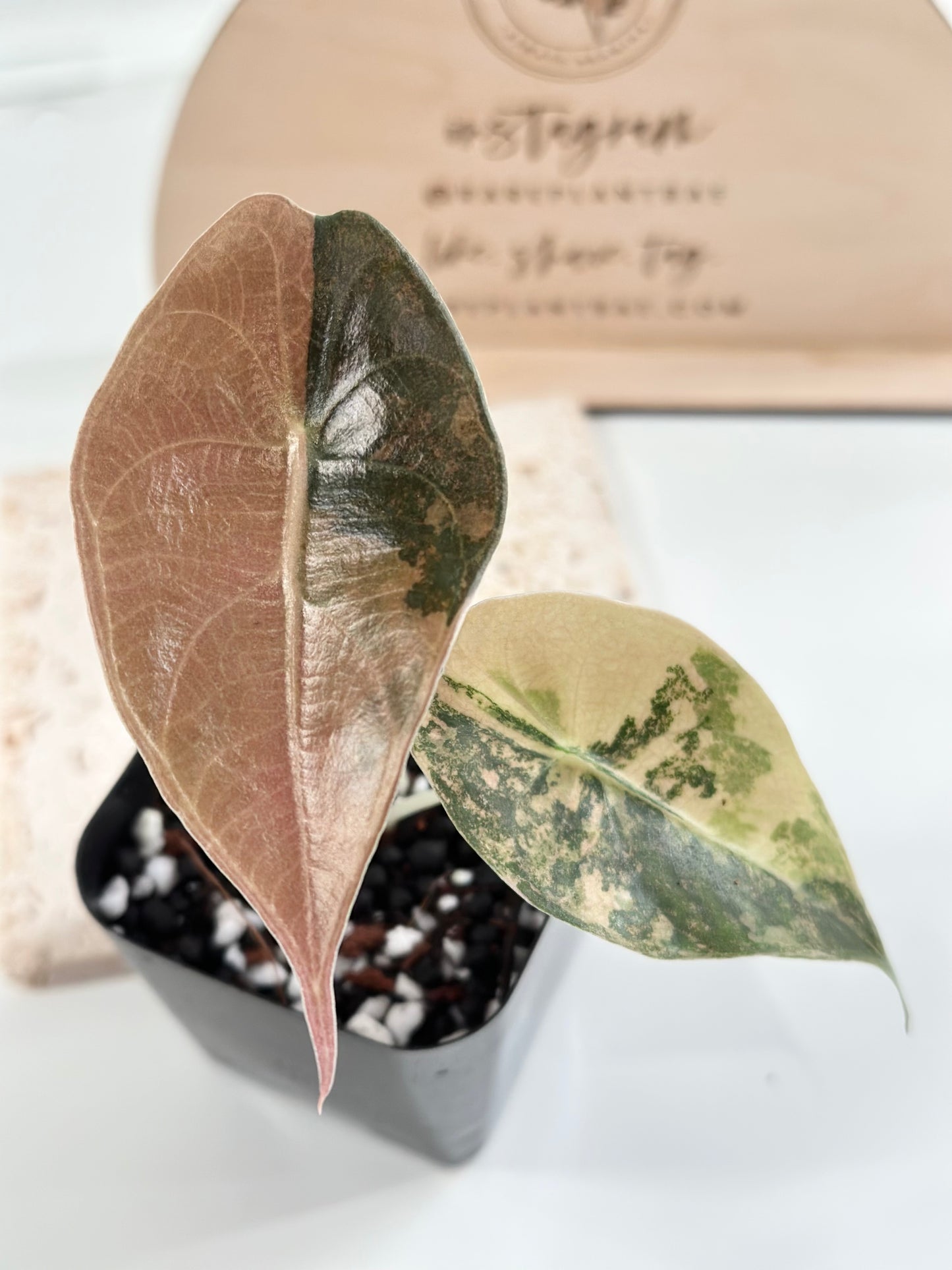 Alocasia Sedenii variegated - aurea