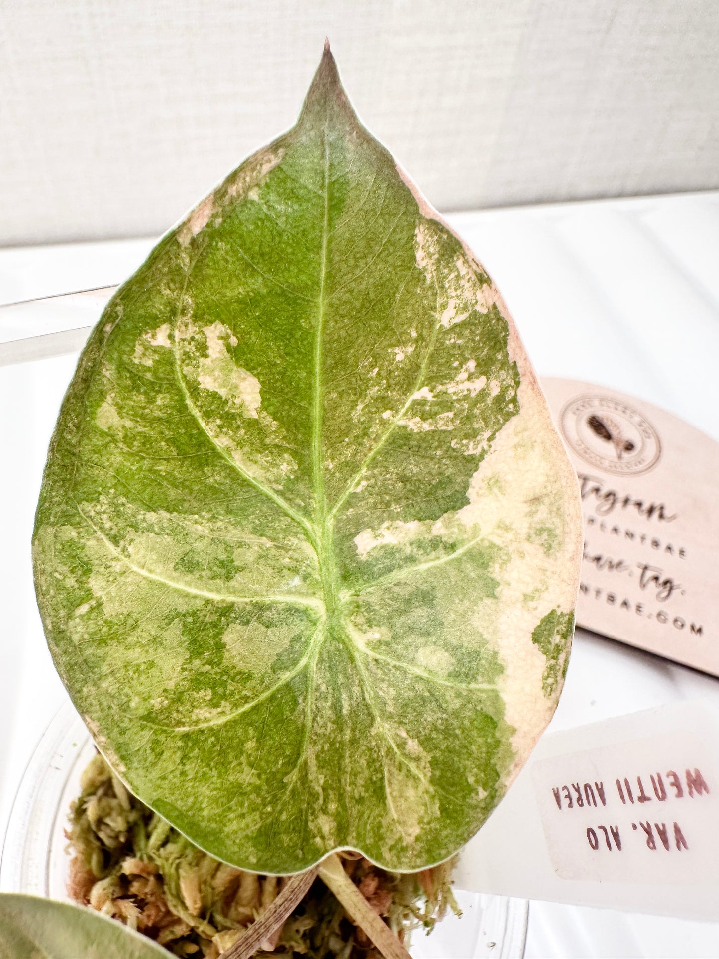 Alocasia Wentii variegated - aurea