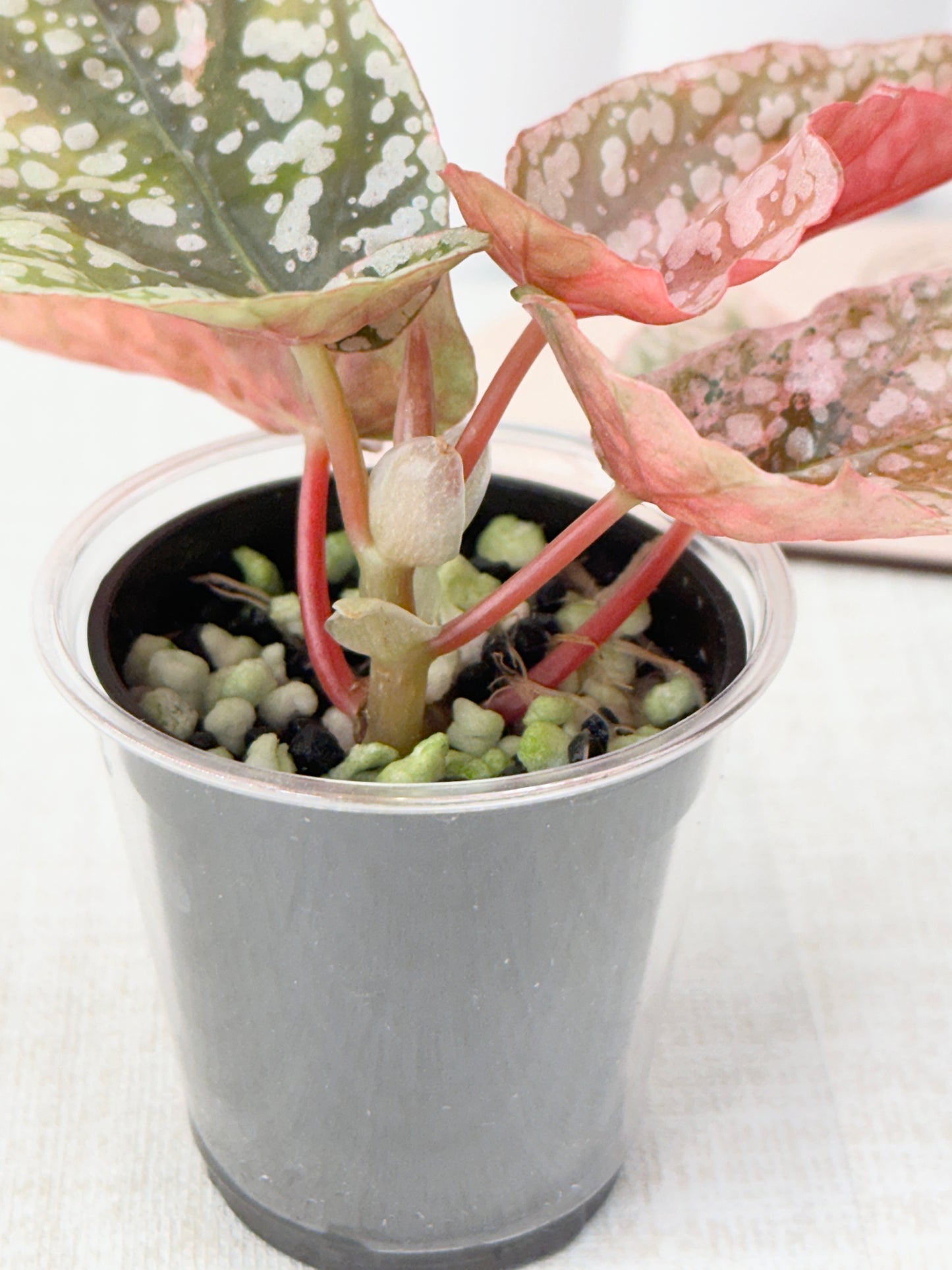 Begonia "Snow Capped" variegated