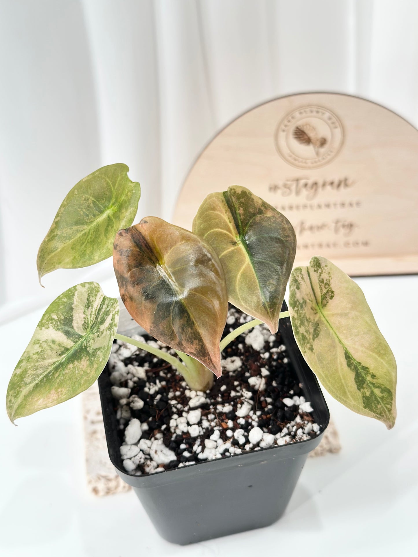 Alocasia Cuprea variegated - "gold latte"/ aurea