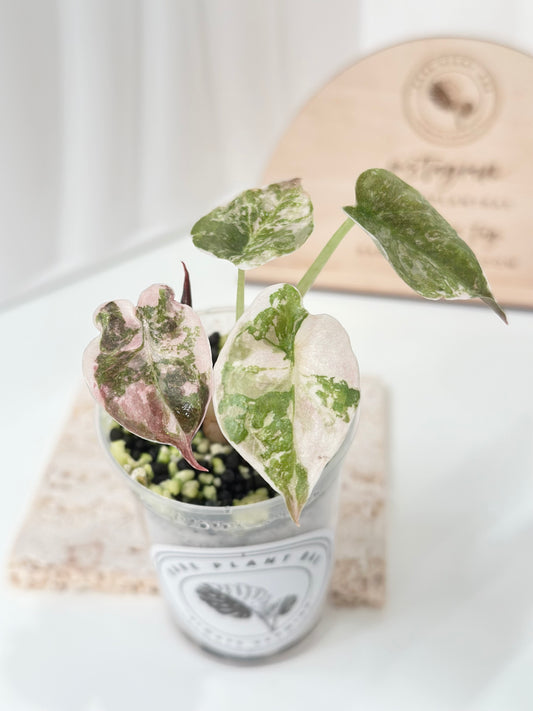 Alocasia Cuprea Variegated - pink marble