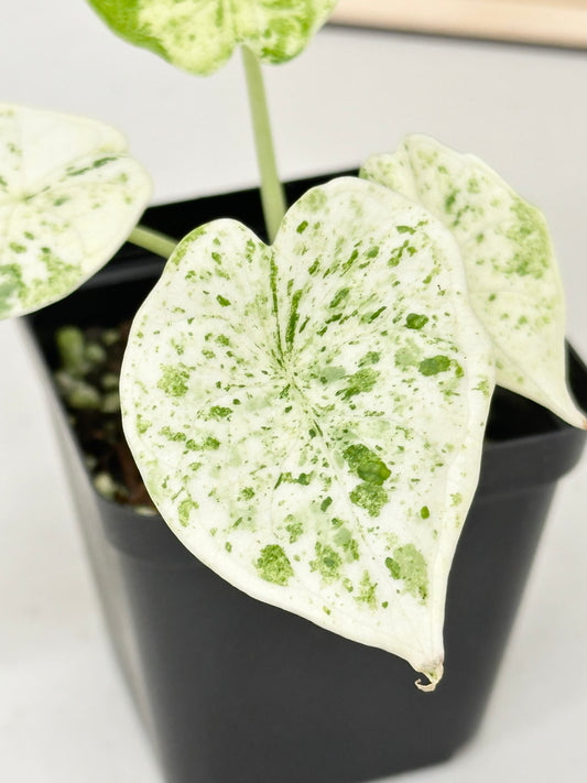 Alocasia Dragon Scale Variegated - mint