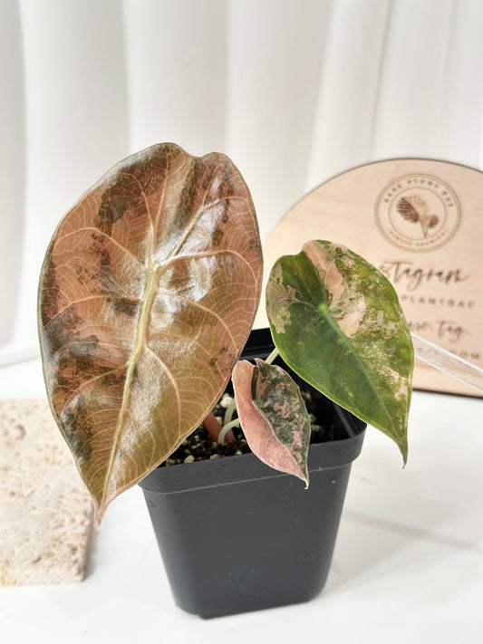 Alocasia Sedenii variegated - aurea