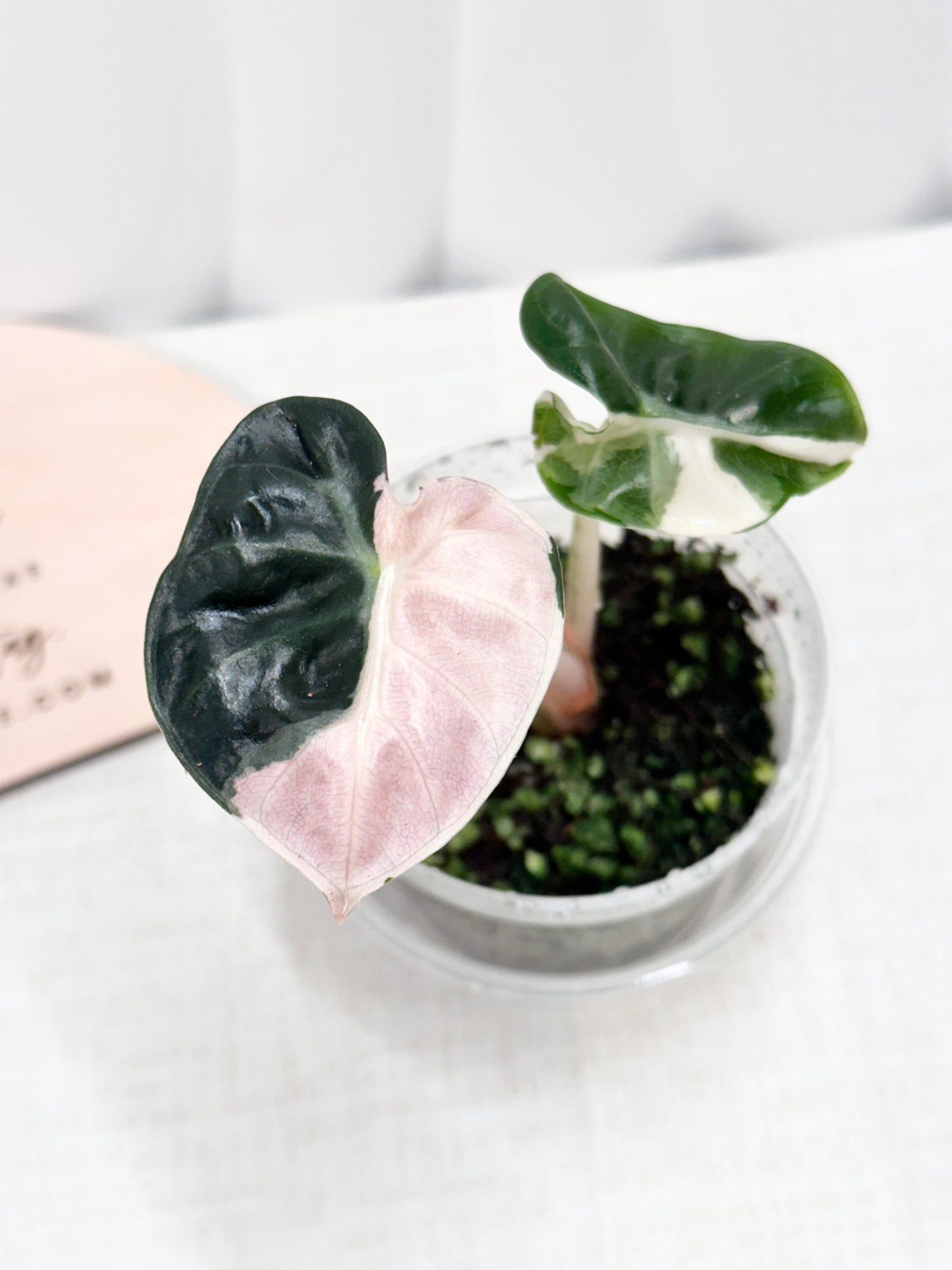 Alocasia Heart Balloon Variegated - Pink