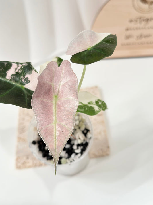 Alocasia Polly variegated - Pink
