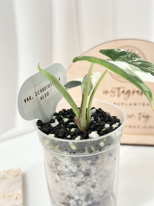 Alocasia Scabriuscula Variegated - albo