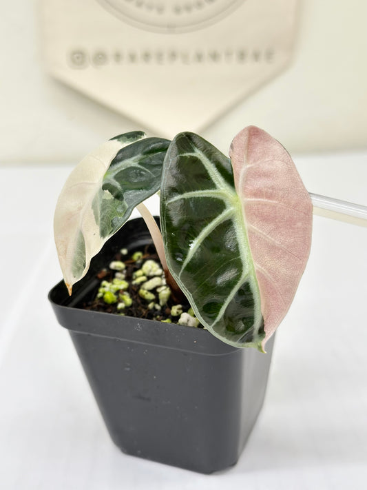 Alocasia Heart Balloon Variegated - Pink