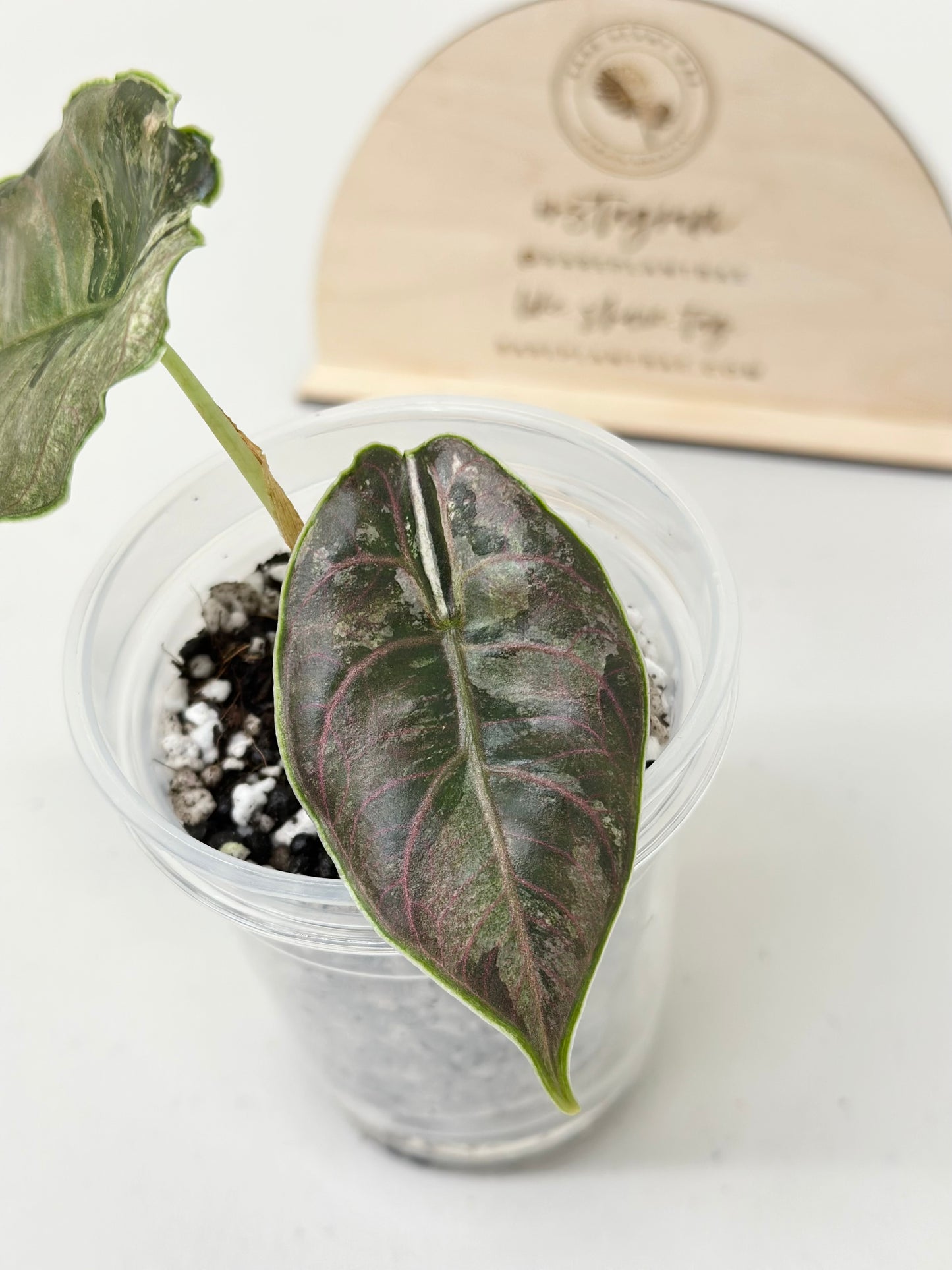 Alocasia Azlanii variegated - albo/pink