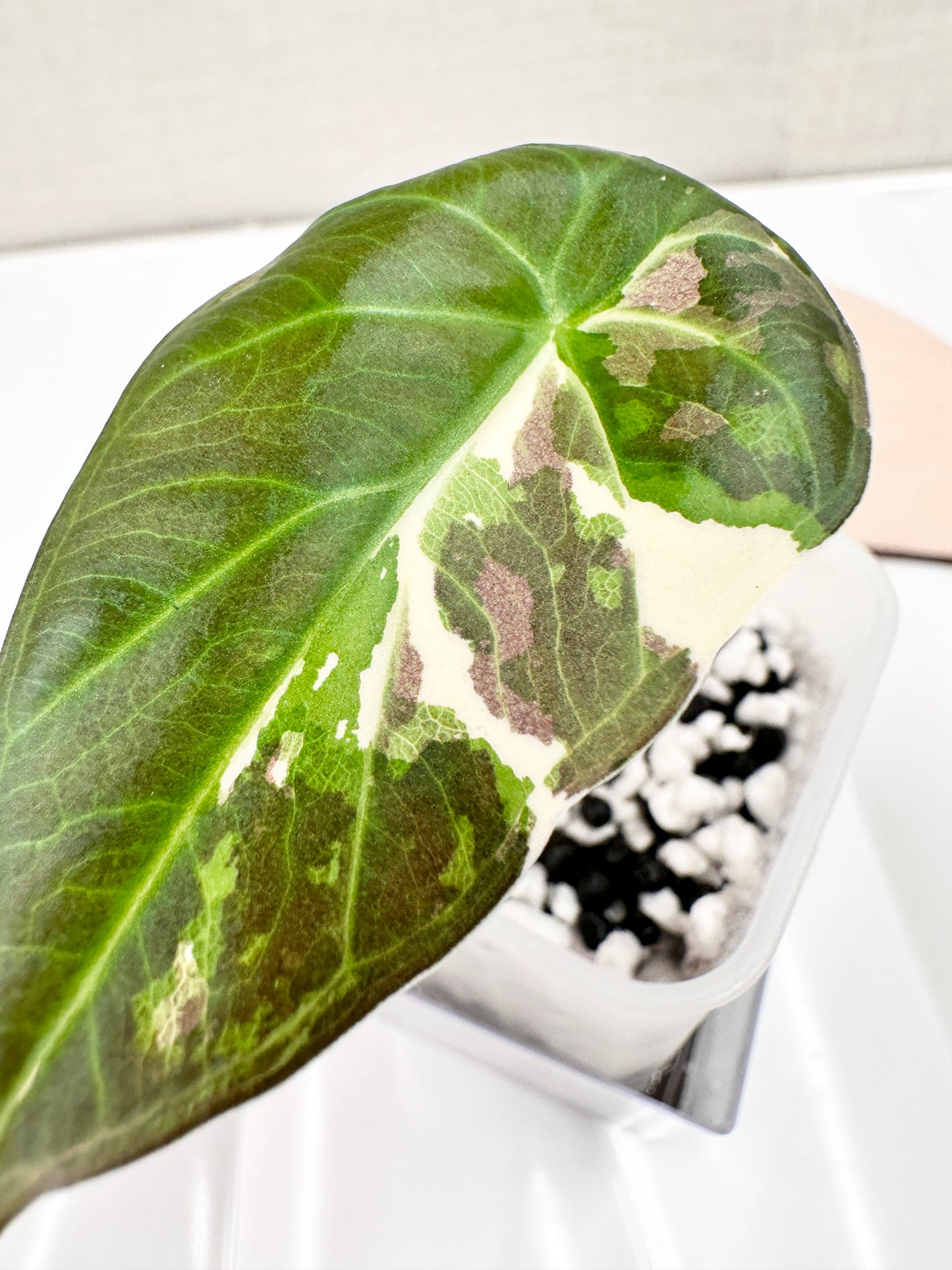 Alocasia Regal Shield Variegated - Albo