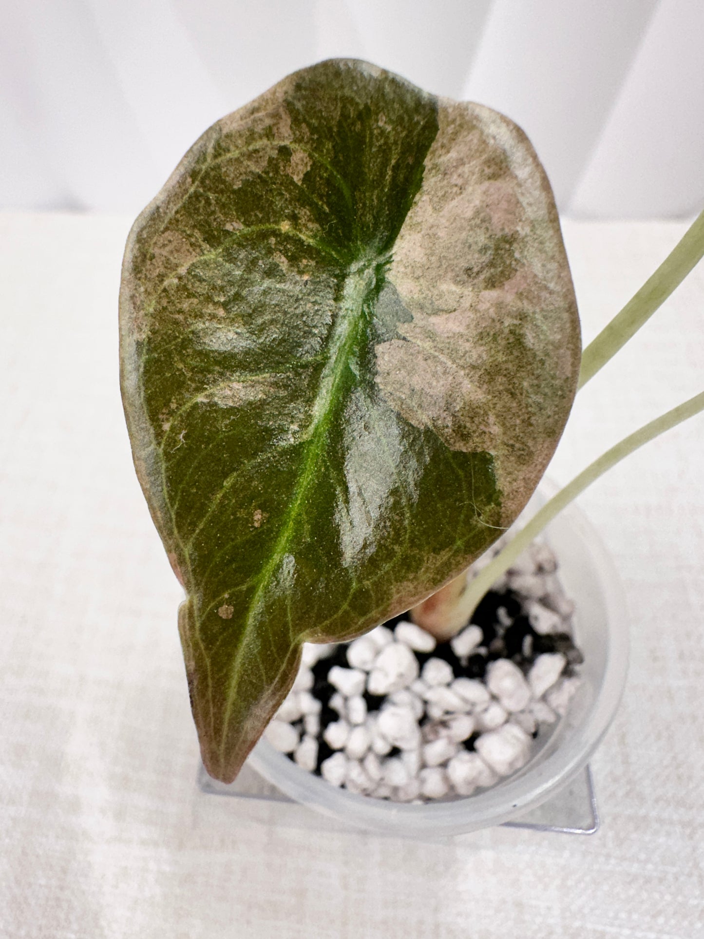 Alocasia Cuprea Variegated - Pink/Mint