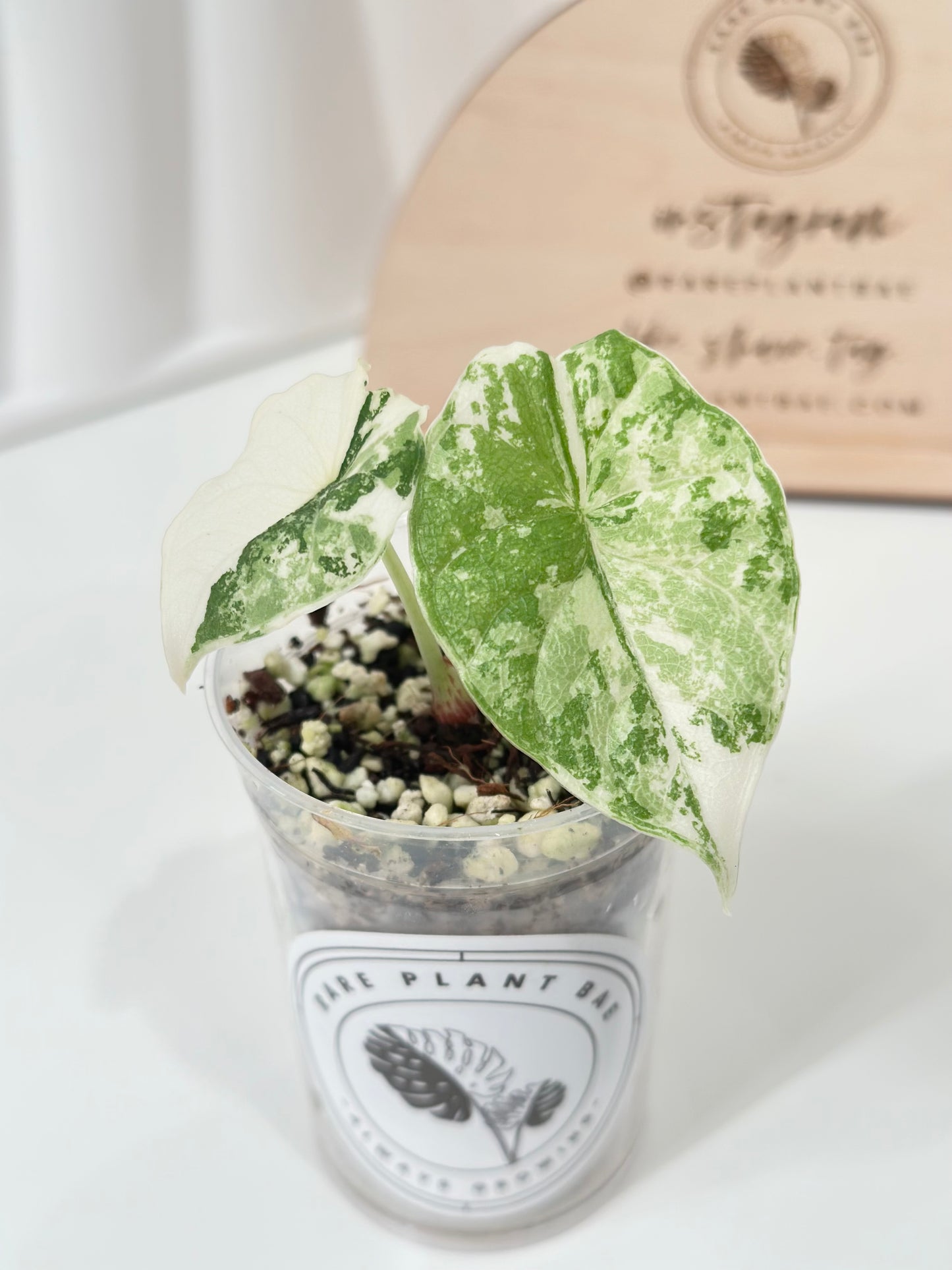 Alocasia Melo variegated - albo