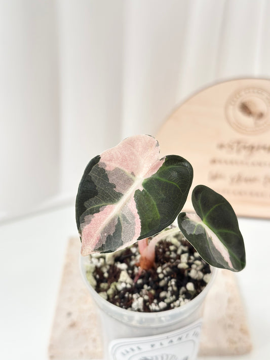 Alocasia Heart Balloon Variegated - pink