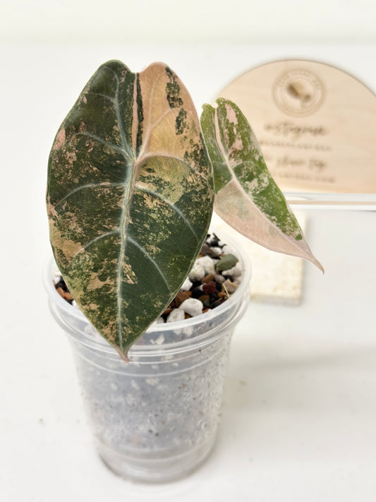 Alocasia Sedenii variegated - aurea