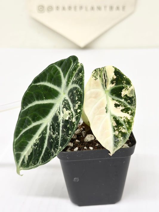 Alocasia Ninja variegated - albo