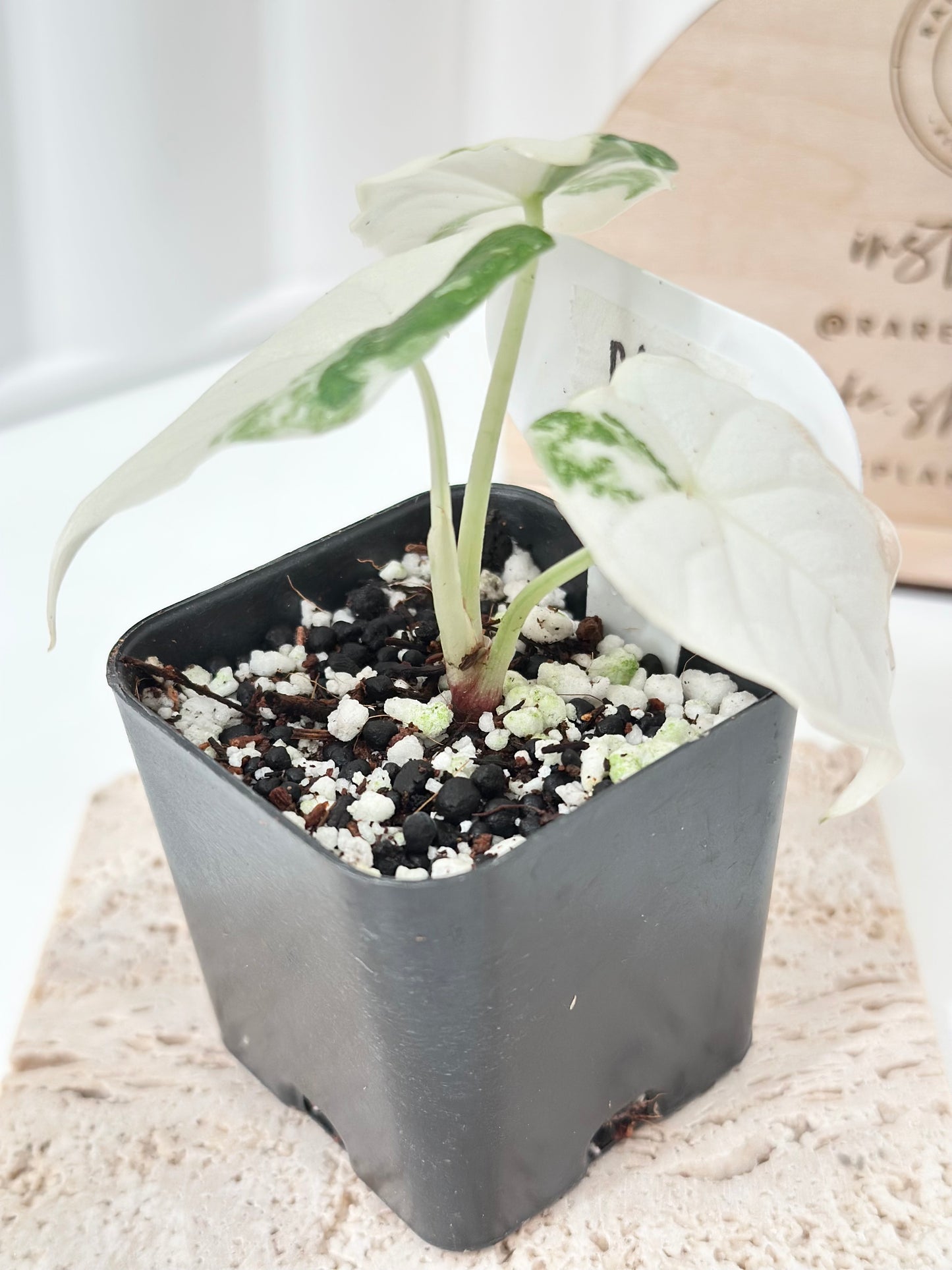 Alocasia Melo variegated - albo