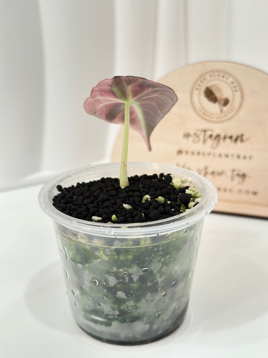 Alocasia Black Velvet Variegated - pink/albo