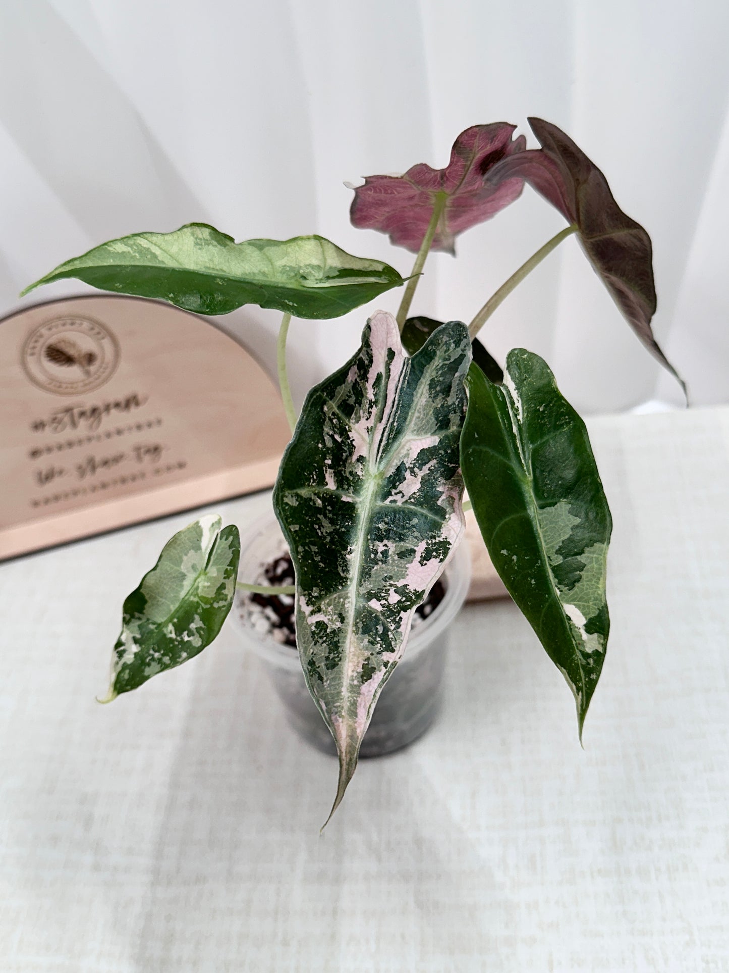 Alocasia Polly variegated - Pink