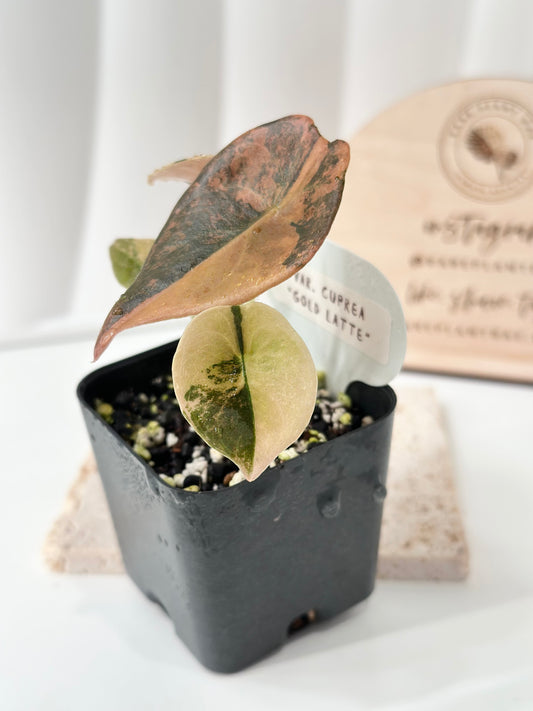 Alocasia Cuprea variegated - "gold latte"/ aurea