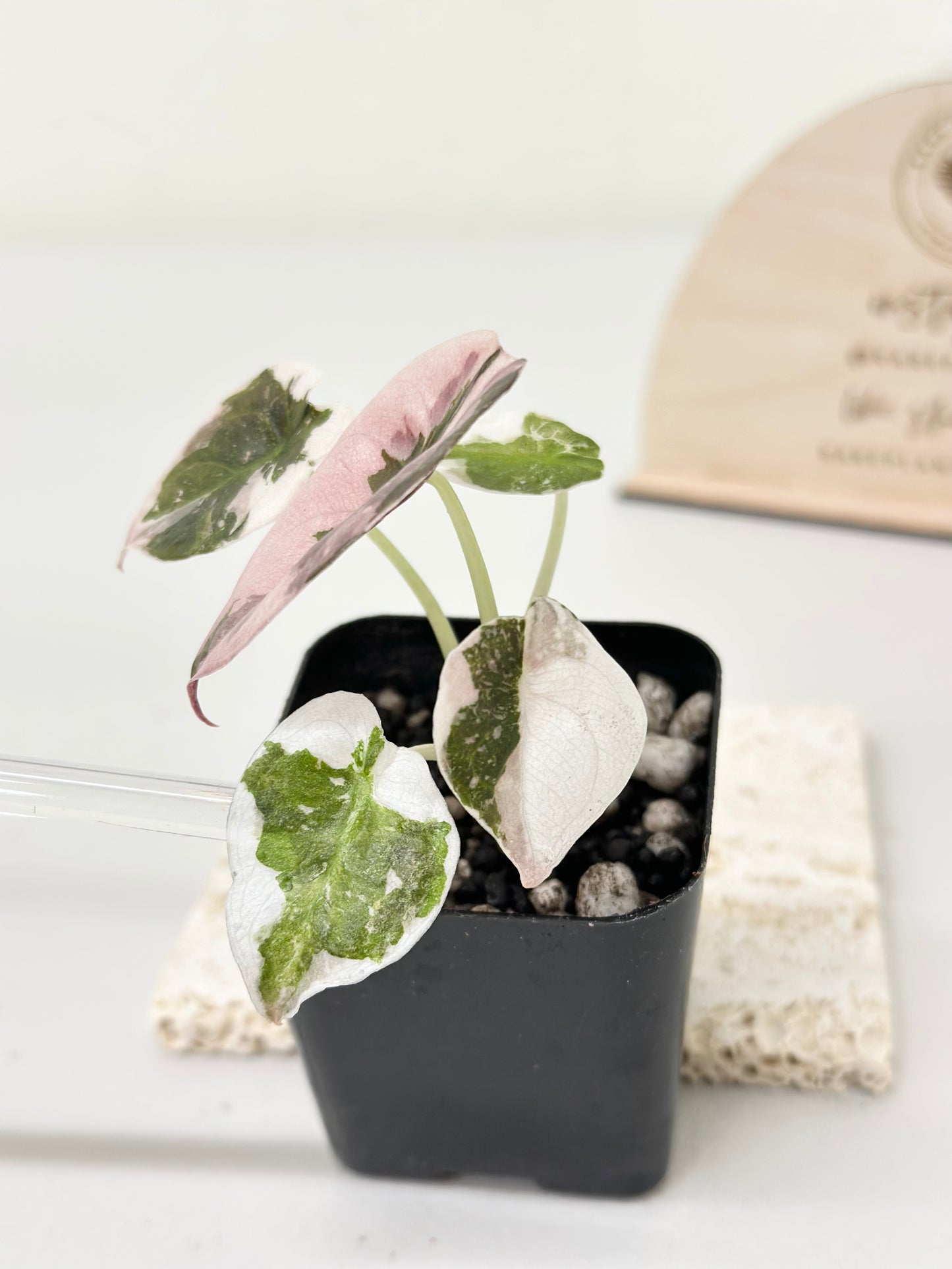 Alocasia Cuprea Variegated - pink marble *premium var*