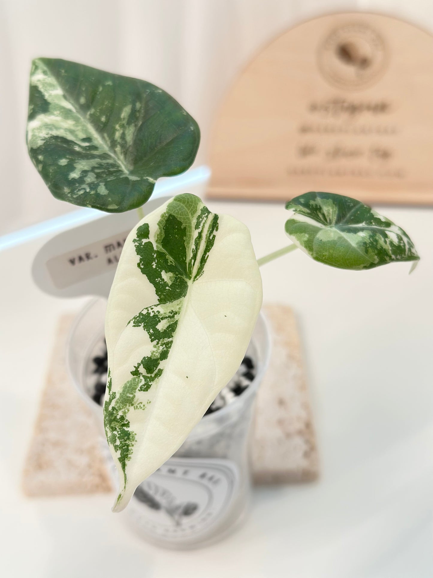 Alocasia Maharani variegated - albo