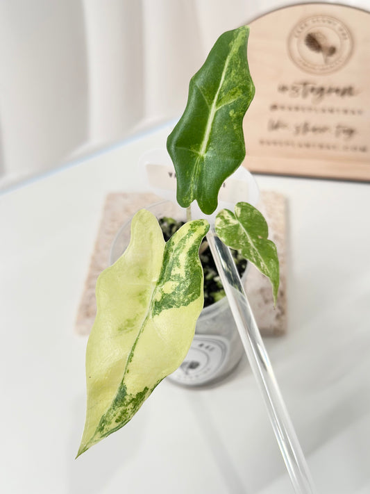 Alocasia Portei variegated - aurea