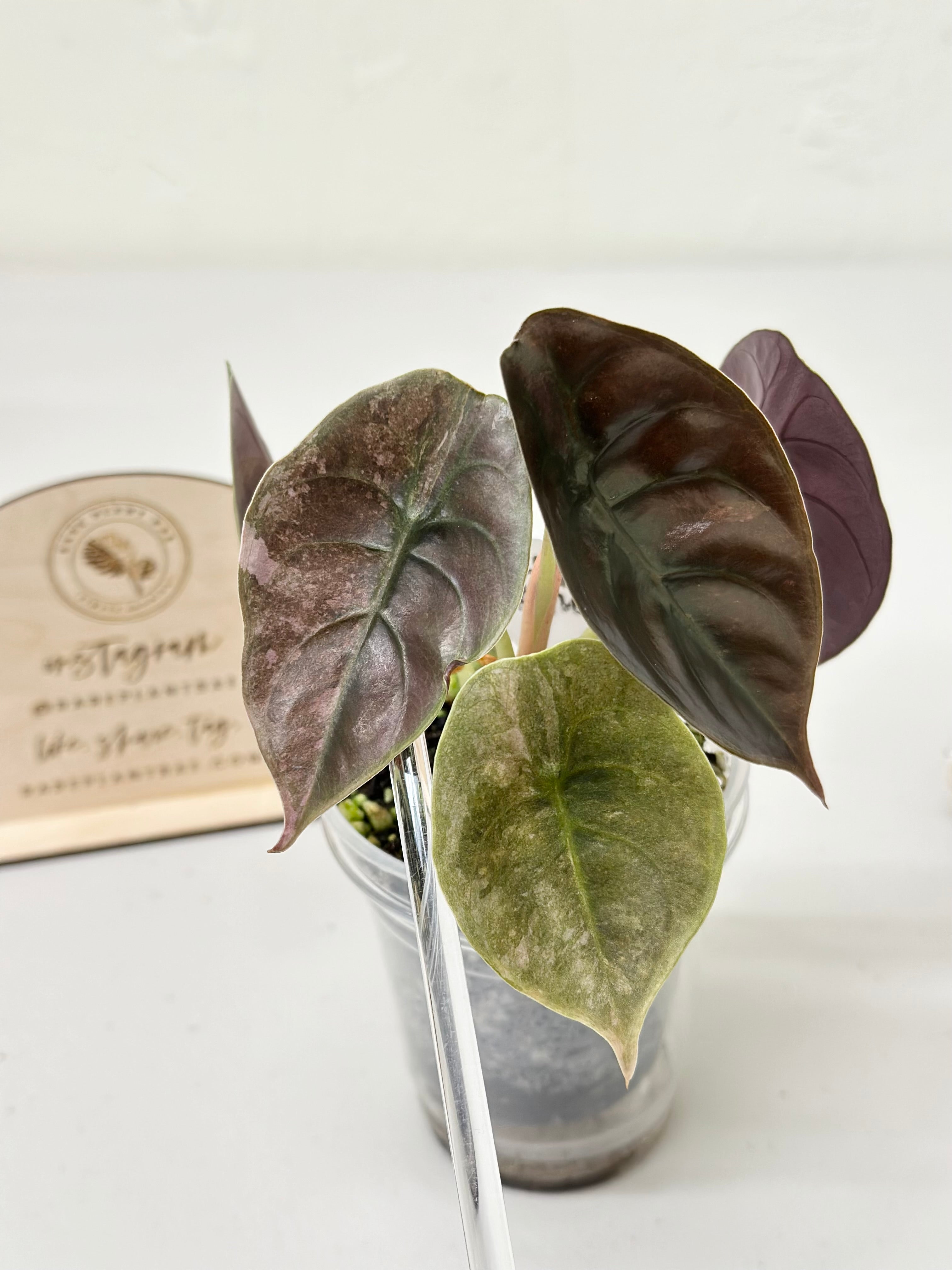 Alocasia Cuprea Variegated - pink/mint – Rare Plant Bae