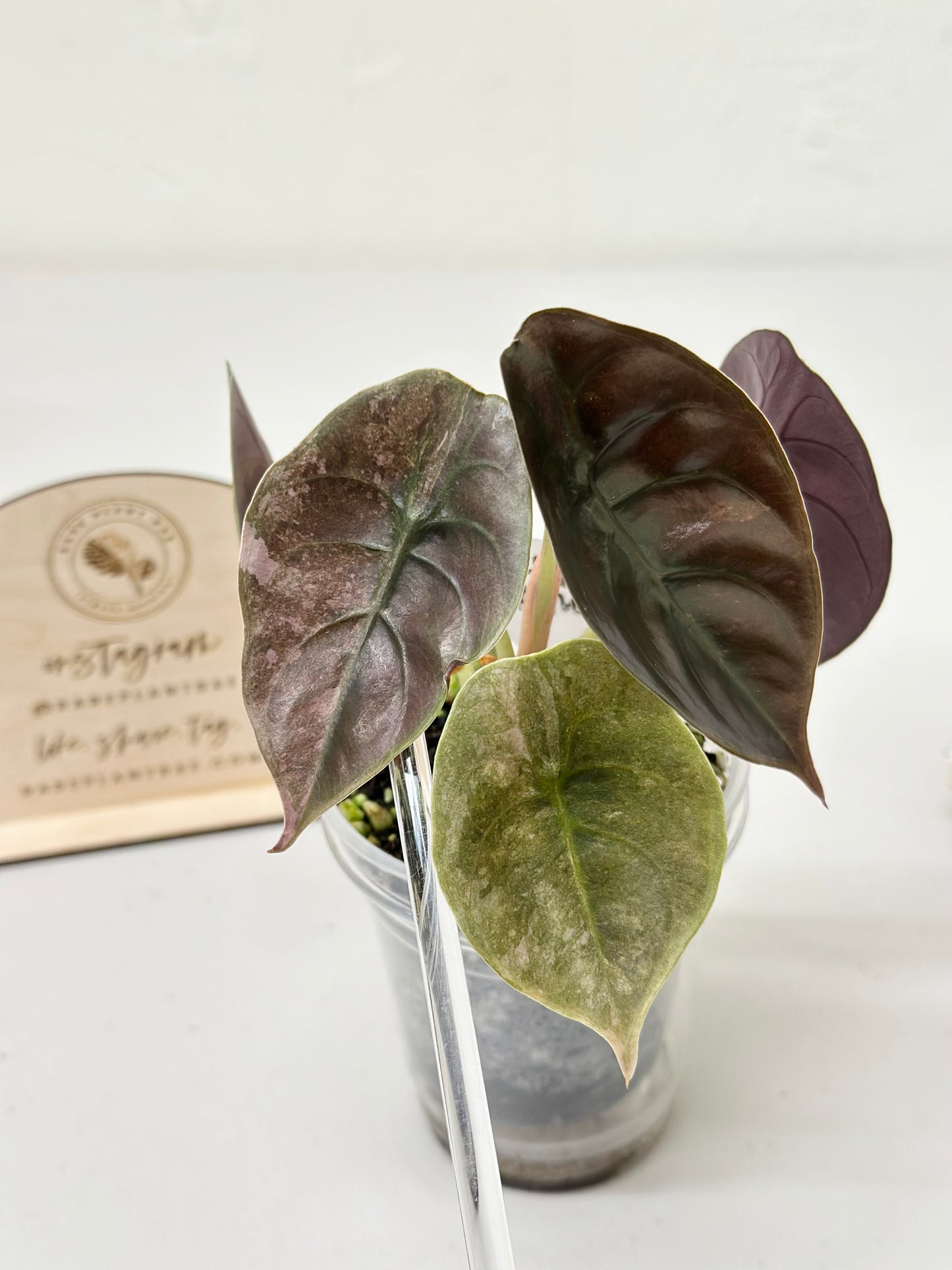 Alocasia Cuprea Variegated - pink/mint