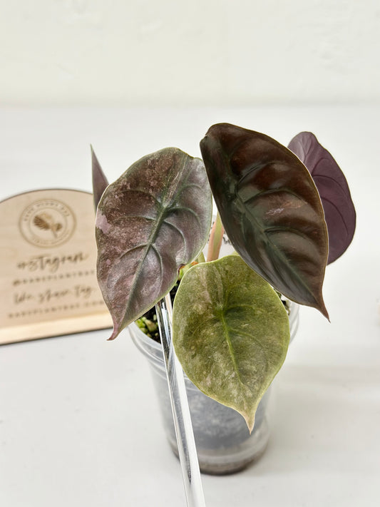 Alocasia Cuprea Variegated - pink/mint