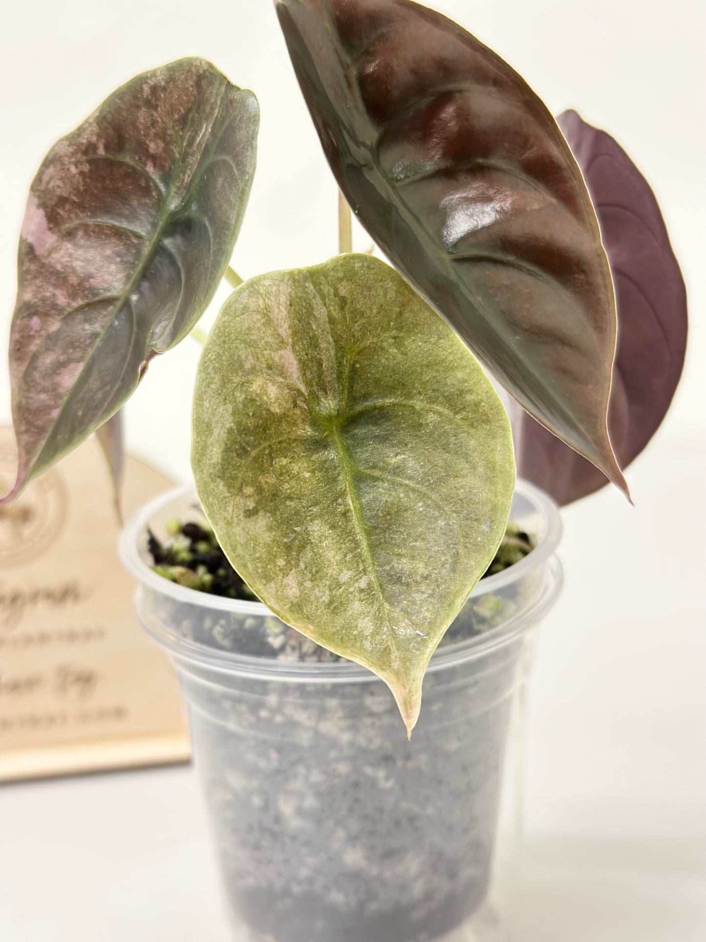 Alocasia Cuprea Variegated - pink/mint