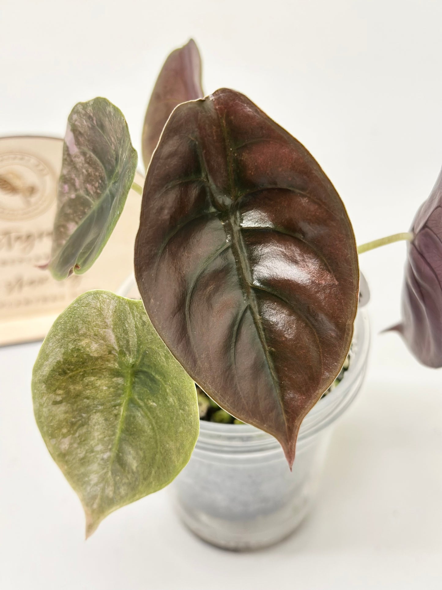 Alocasia Cuprea Variegated - pink/mint