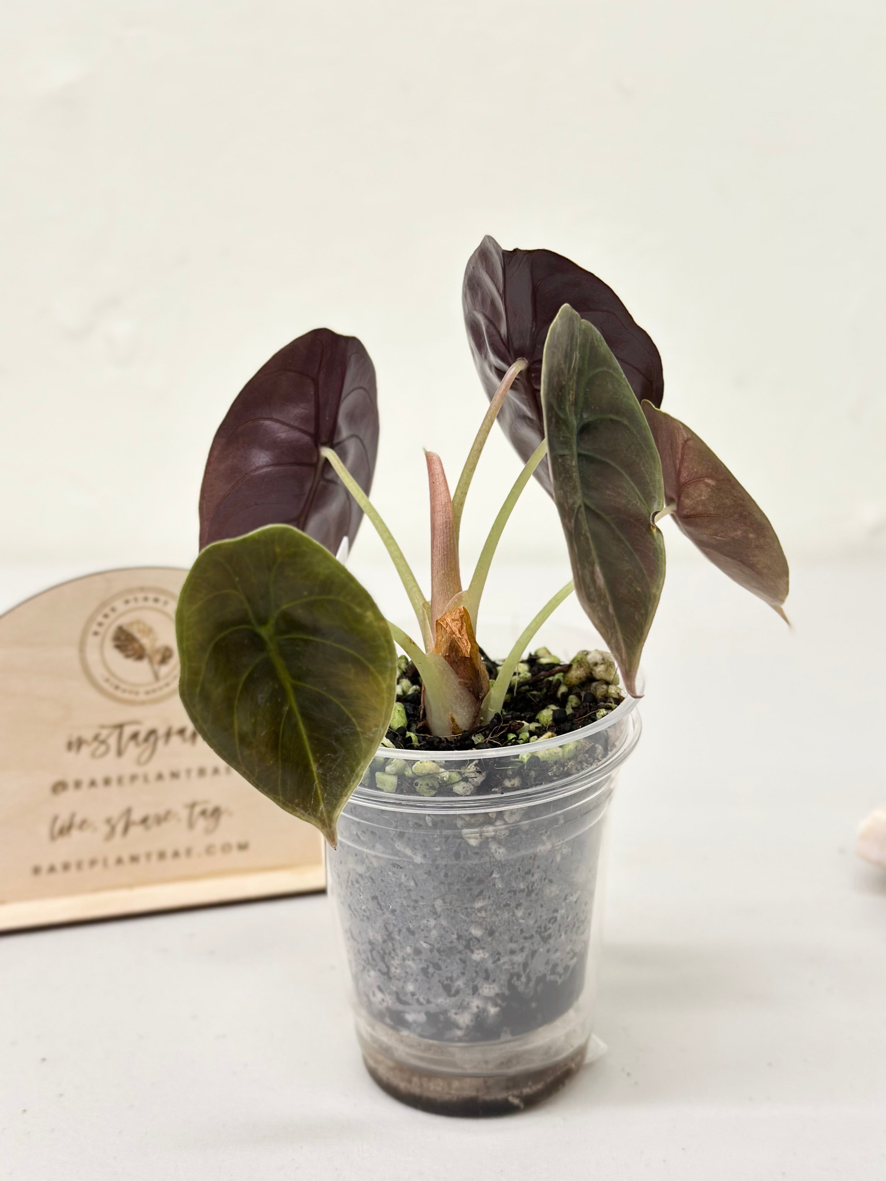 Alocasia Cuprea Variegated - pink/mint – Rare Plant Bae