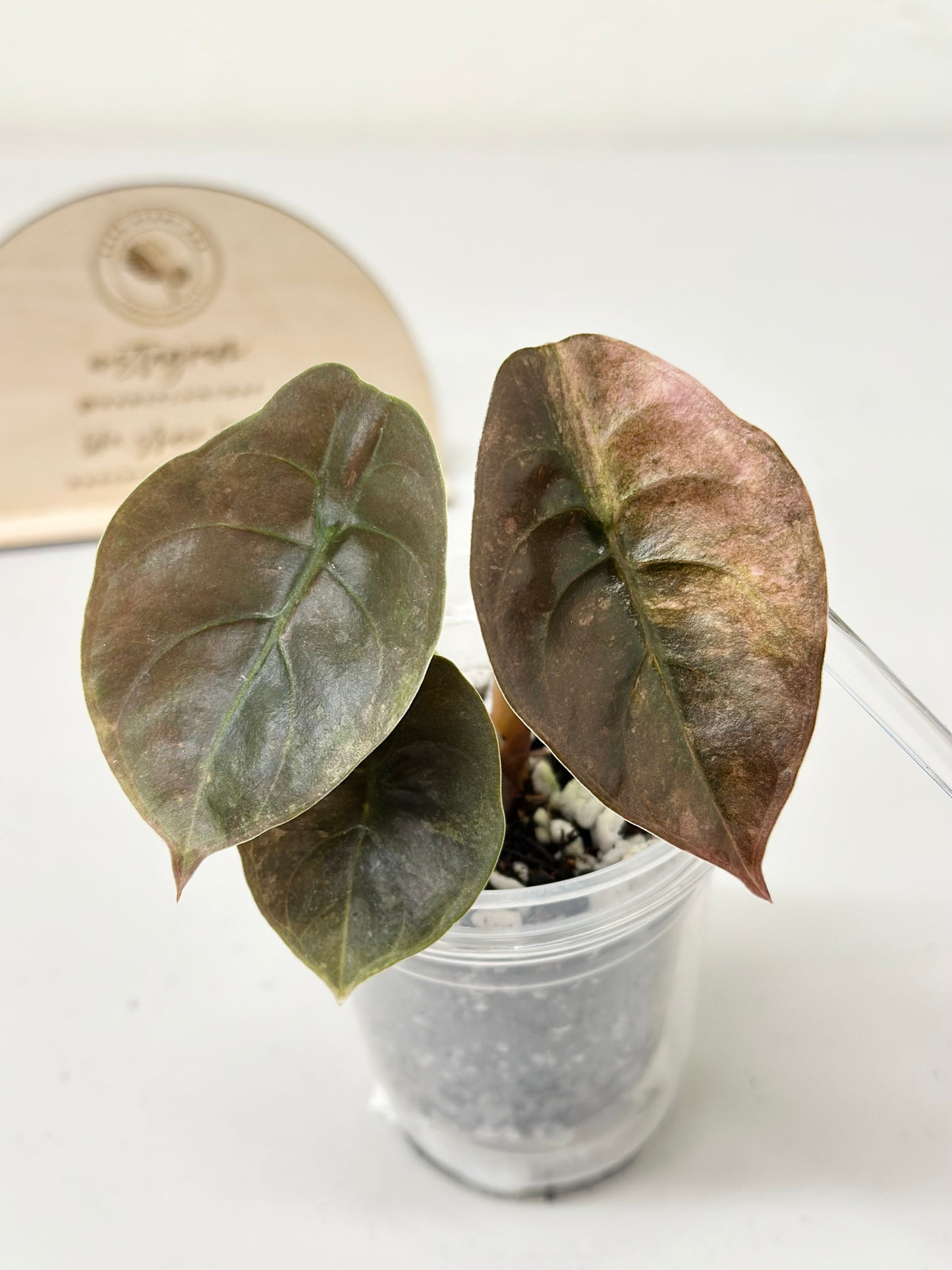 Alocasia Cuprea Variegated - pink/mint