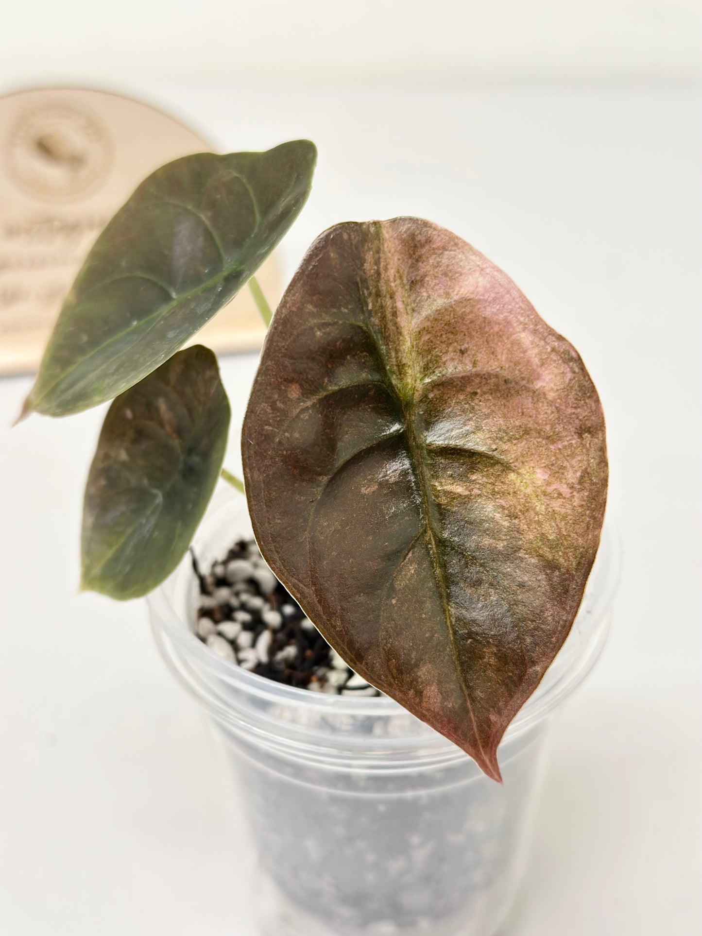 Alocasia Cuprea Variegated - pink/mint