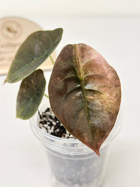 Alocasia Cuprea Variegated - pink/mint