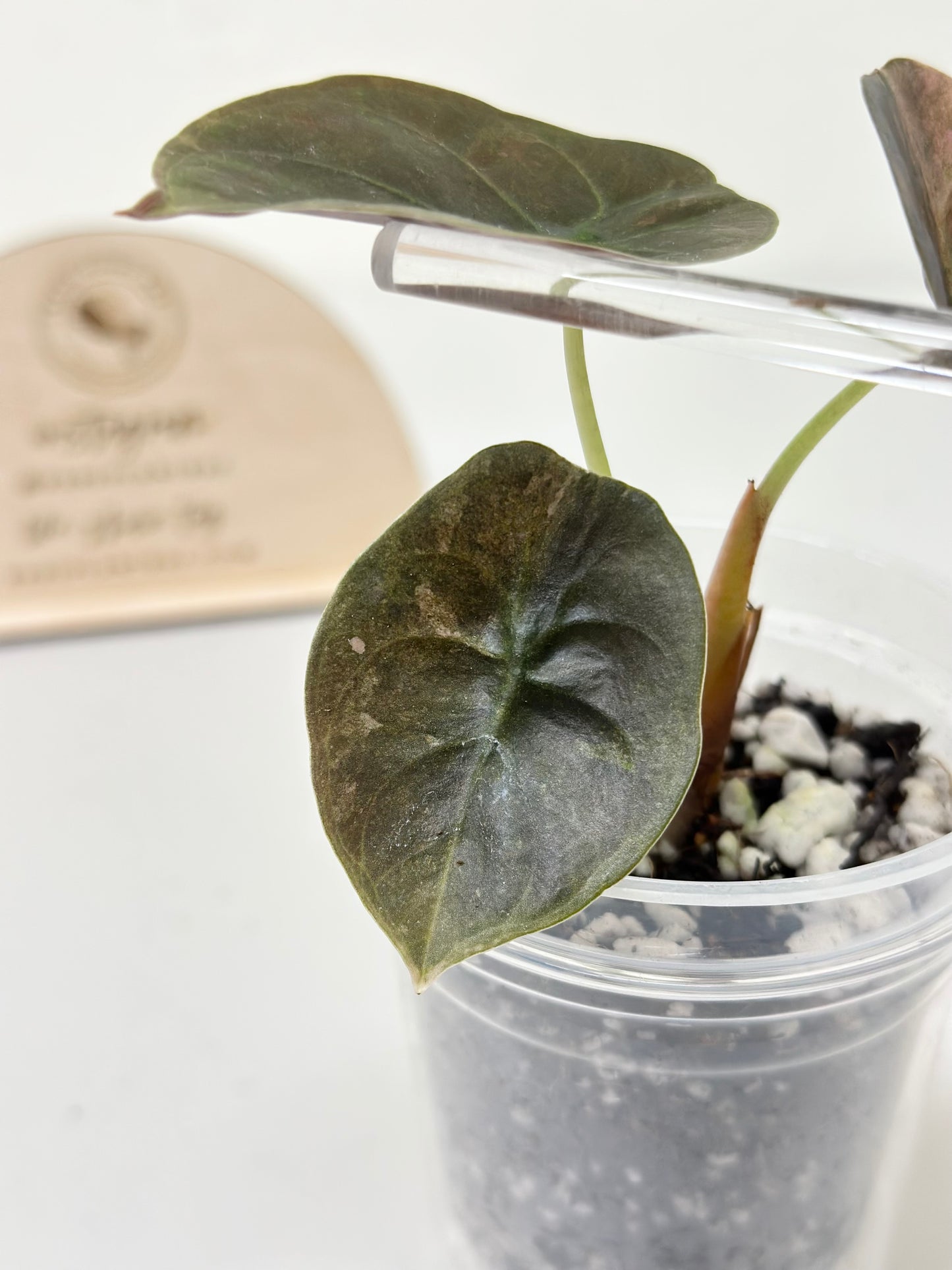 Alocasia Cuprea Variegated - pink/mint