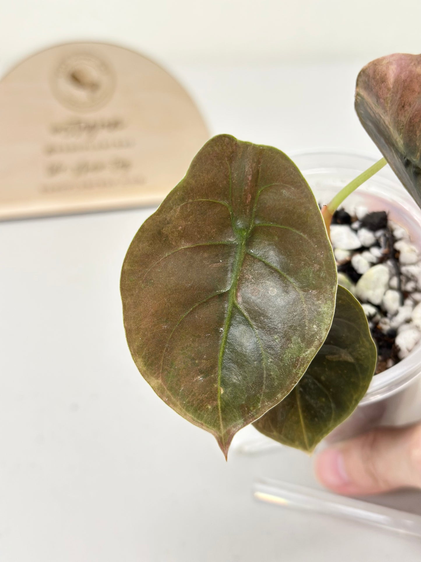 Alocasia Cuprea Variegated - pink/mint