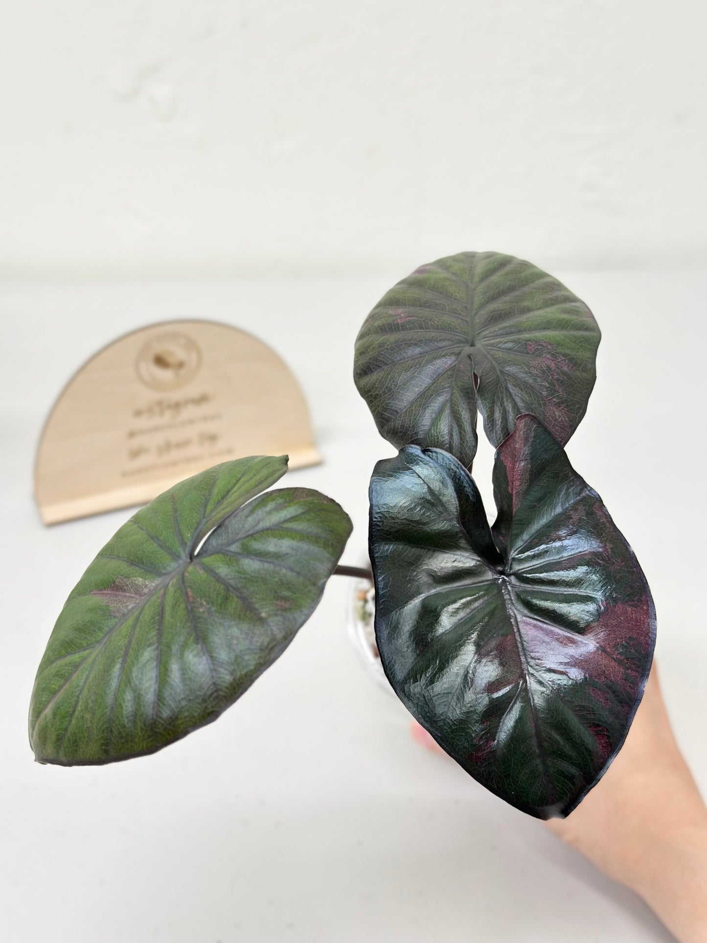 Alocasia Serendipity Variegated - pink *stem grown*