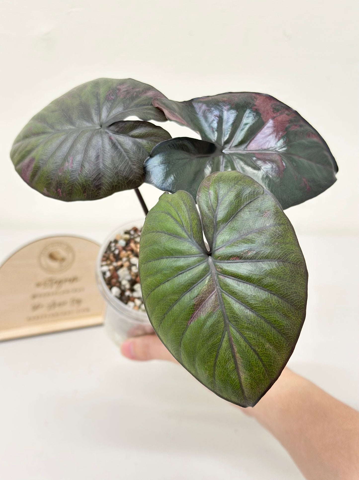 Alocasia Serendipity Variegated - pink *stem grown*