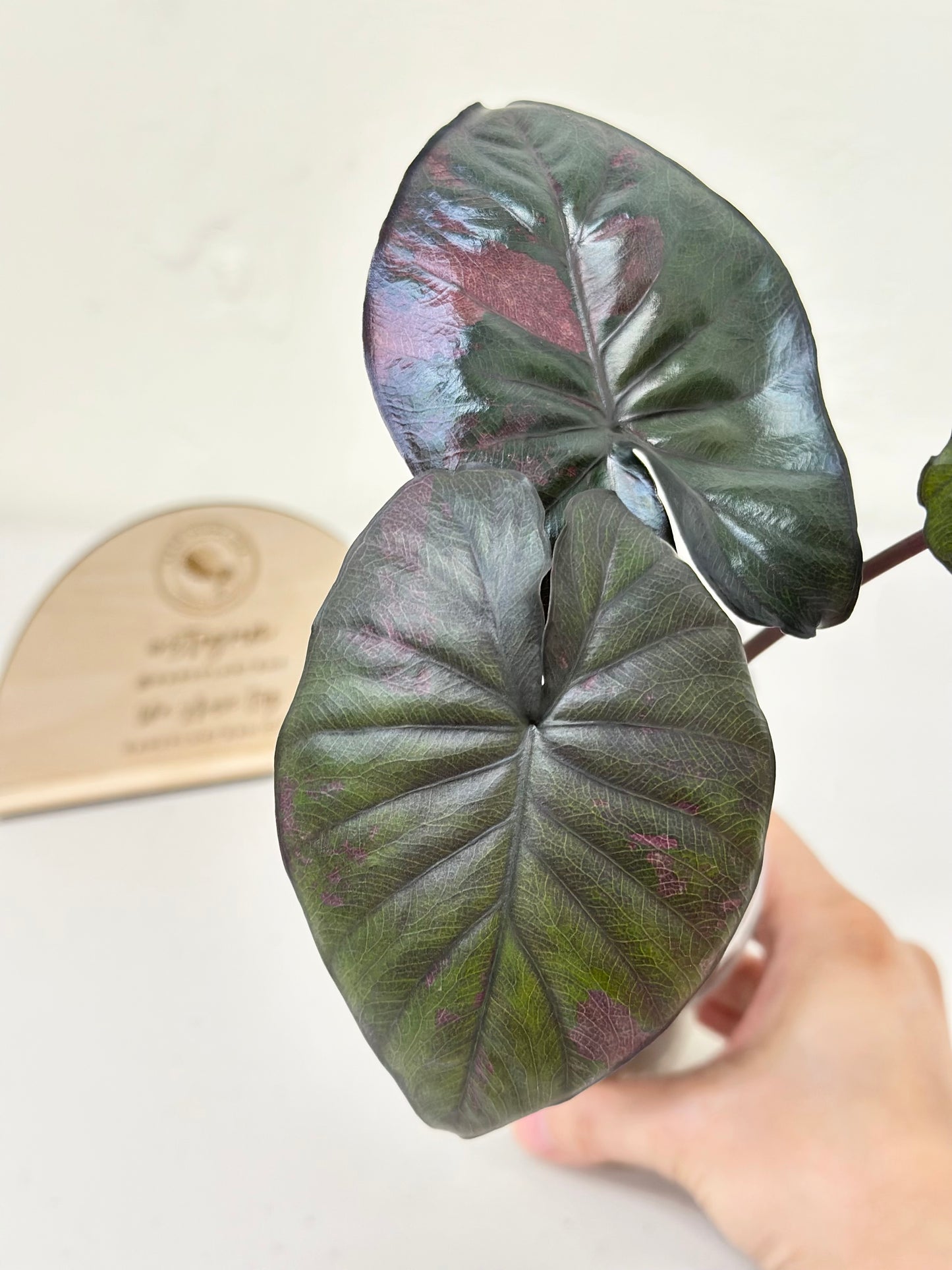 Alocasia Serendipity Variegated - pink *stem grown*
