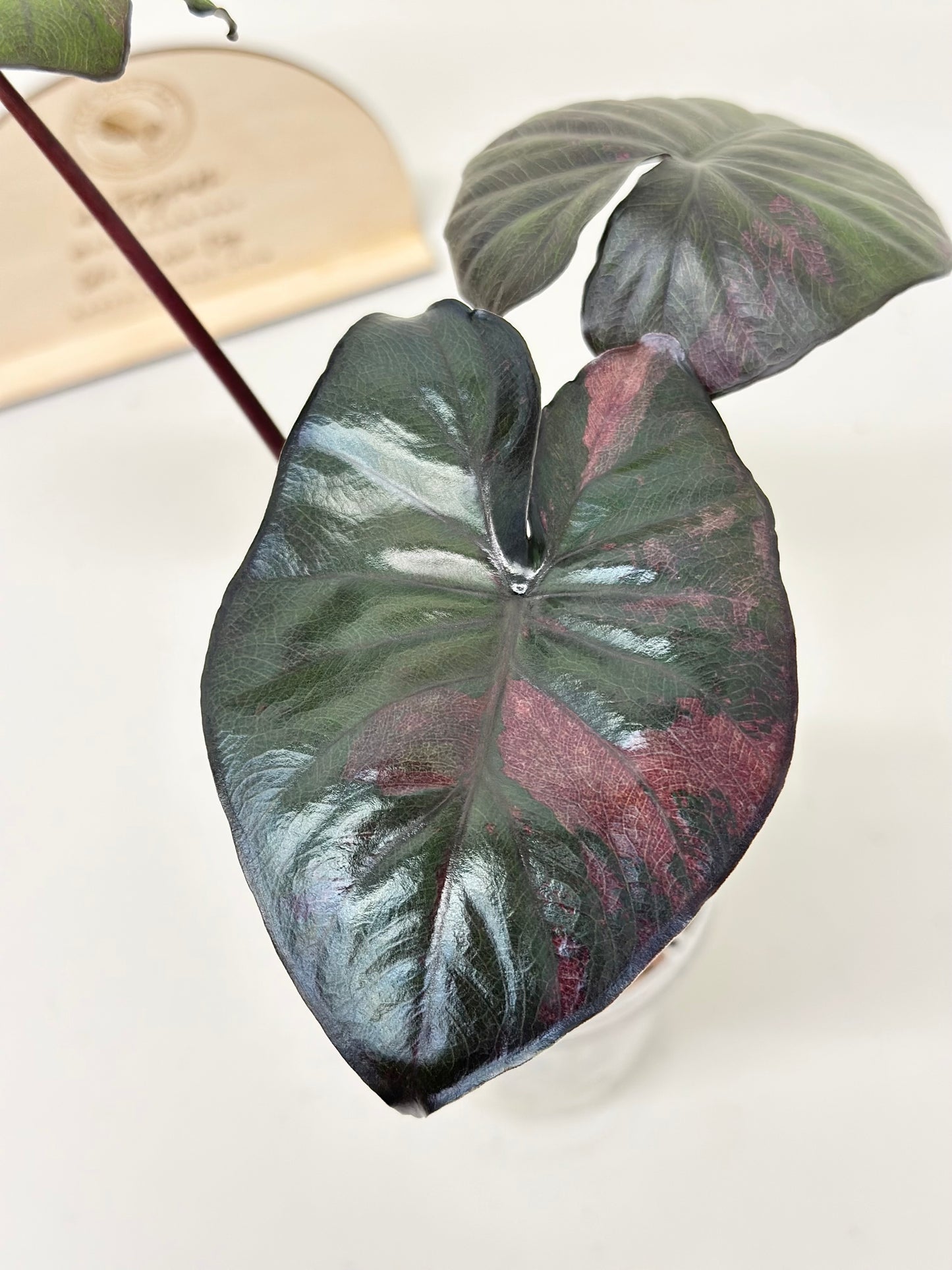 Alocasia Serendipity Variegated - pink *stem grown*