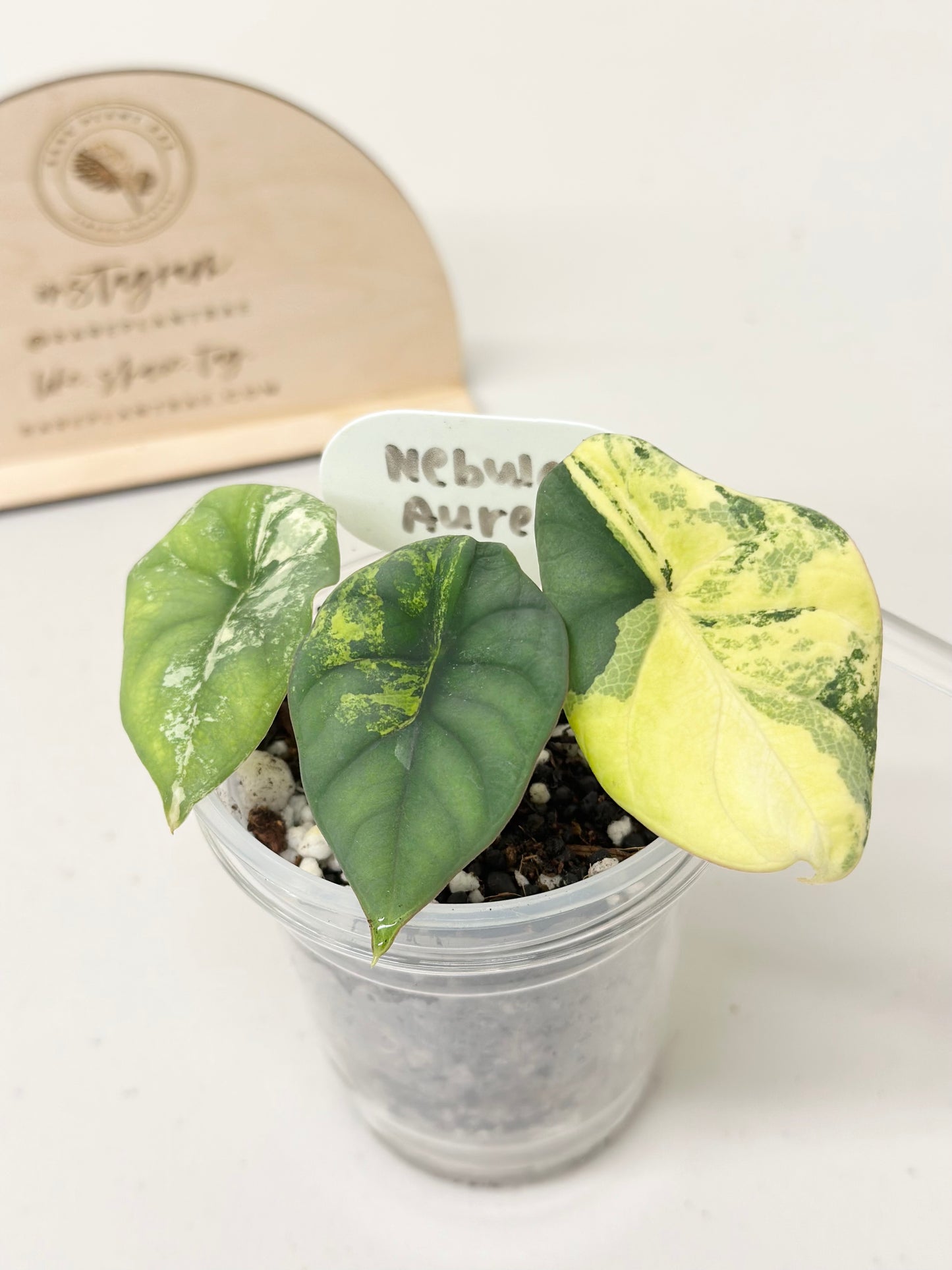 Alocasia Nebula Variegated - aurea