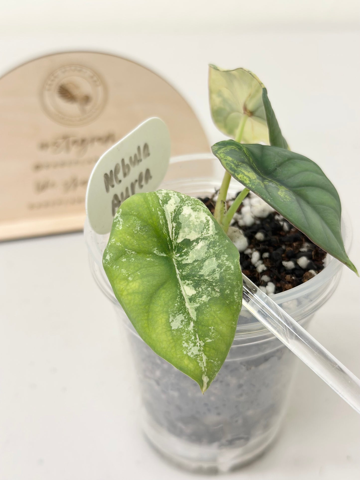 Alocasia Nebula Variegated - aurea