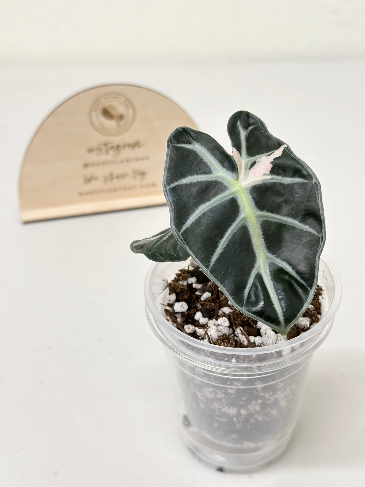 Alocasia Heart Balloon Variegated - Pink