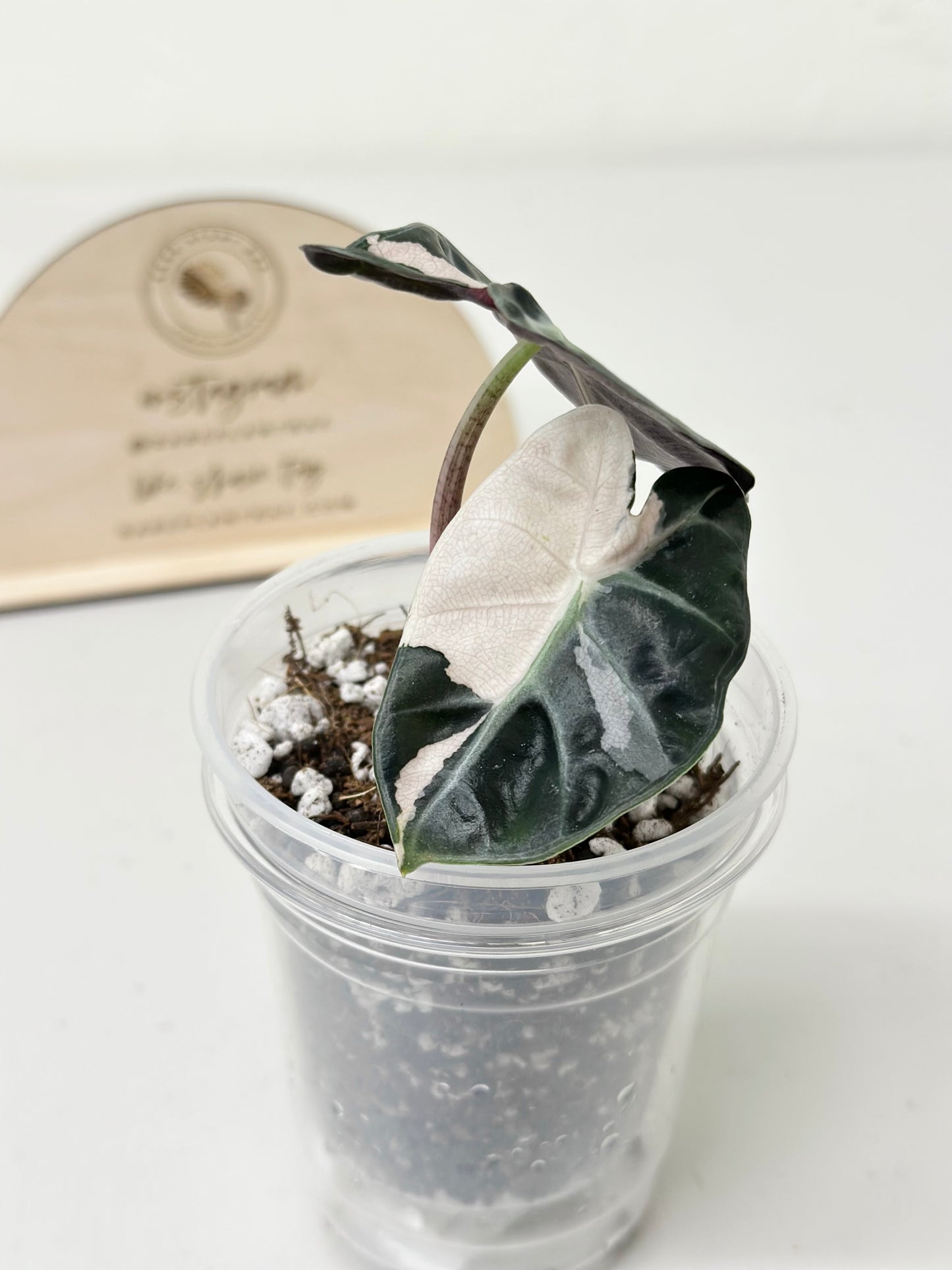 Alocasia Heart Balloon Variegated - Pink