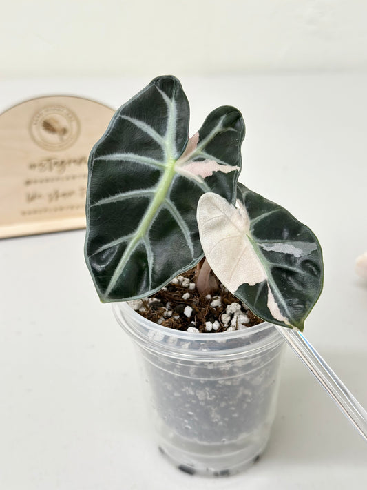 Alocasia Heart Balloon Variegated - Pink