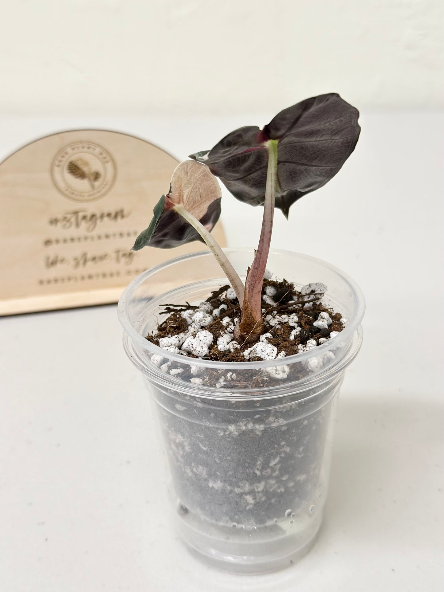 Alocasia Polly variegated - Pink (P7)