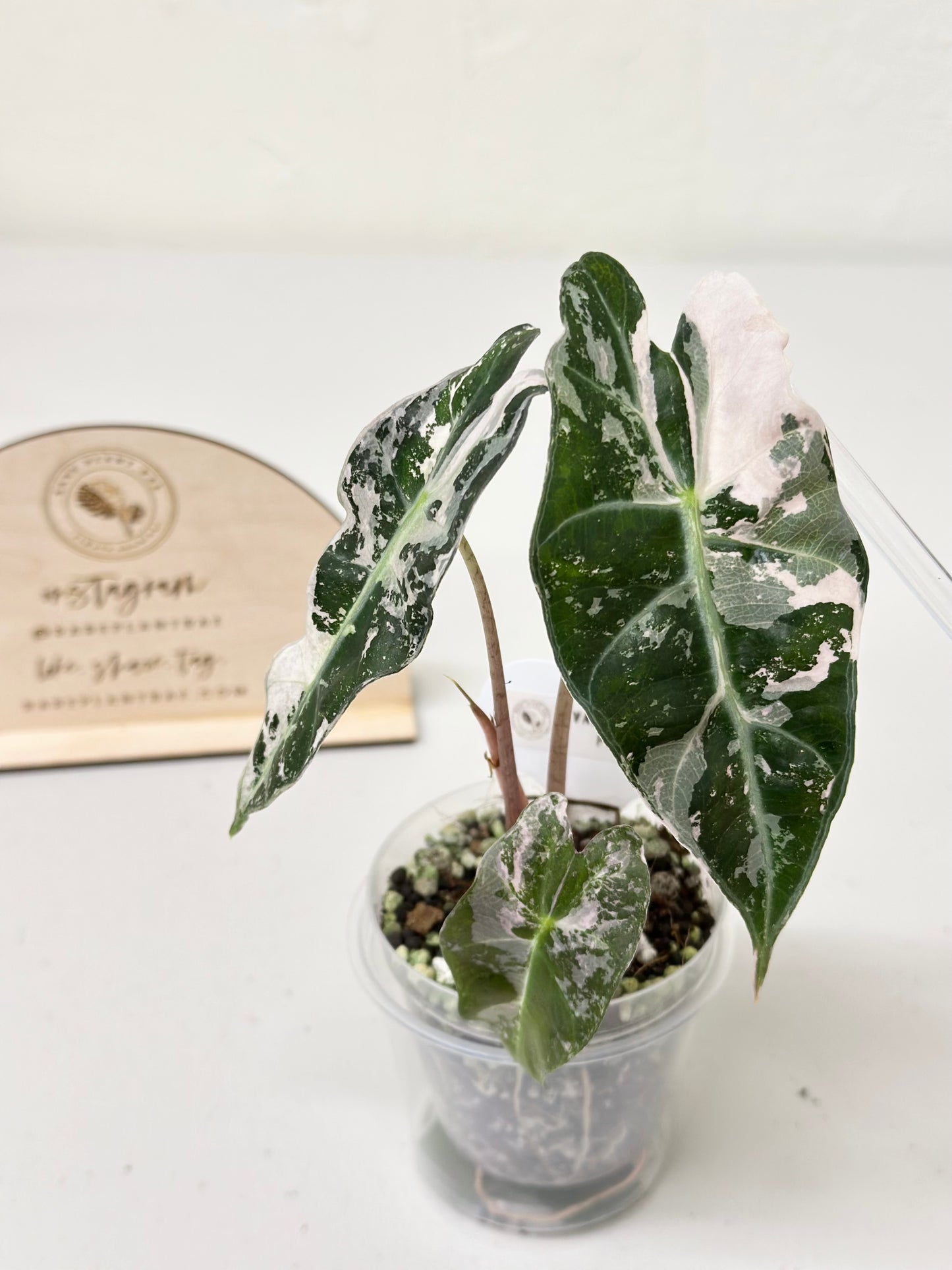 Alocasia Polly variegated - Pink (P7)