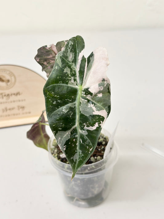 Alocasia Polly variegated - Pink (P7)