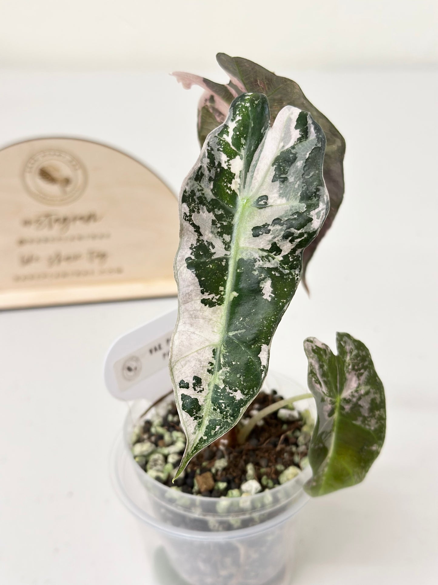 Alocasia Polly variegated - Pink (P7)