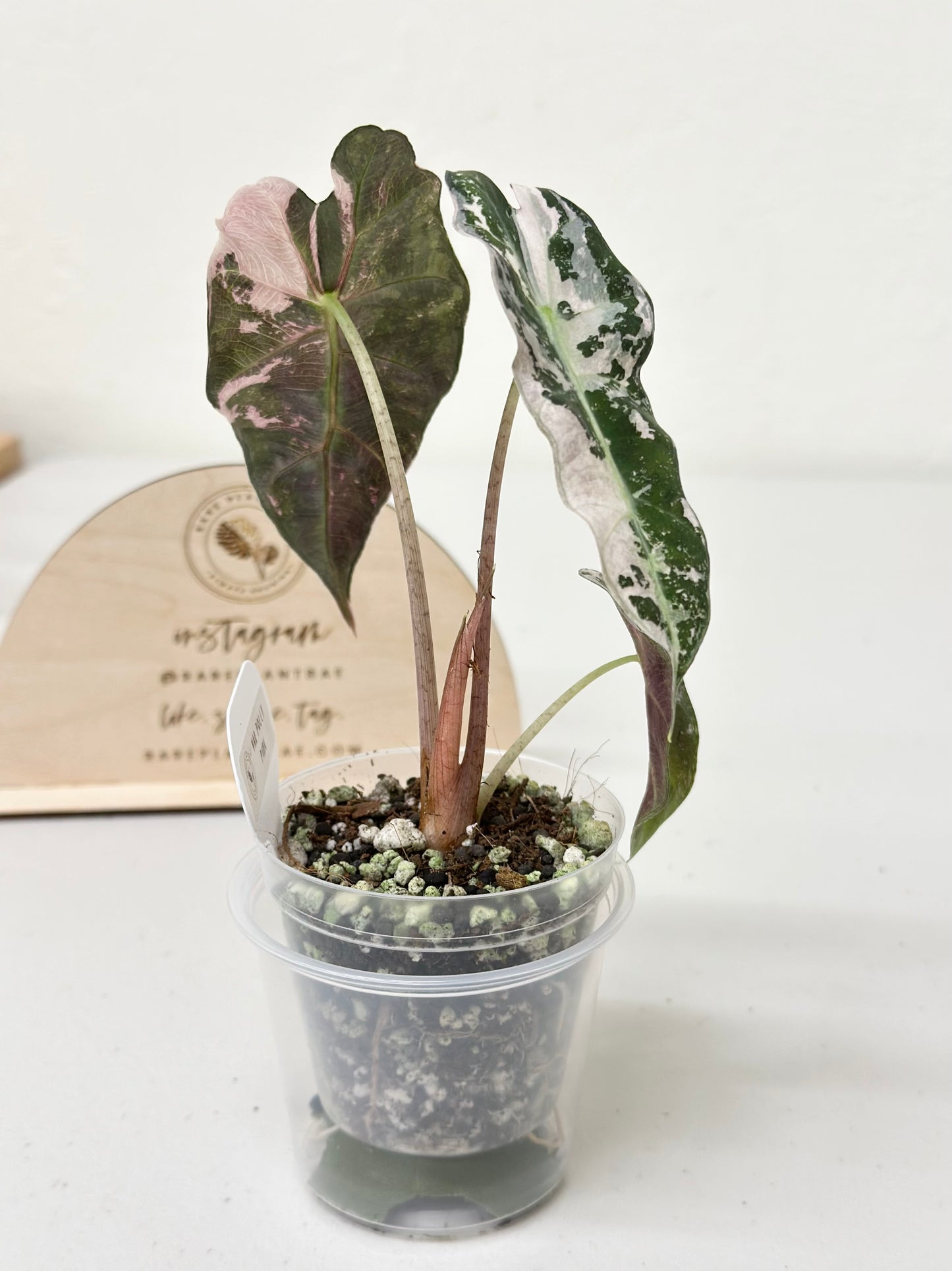 Alocasia Polly variegated - Pink (P7)